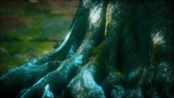 tree with moss on roots in a green forest video