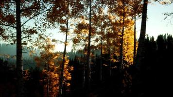 Bergherbstlandschaft mit gelbem Wald video