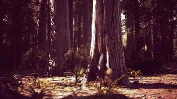 célèbre parc de séquoia et séquoia géant au coucher du soleil video