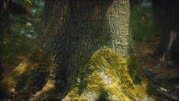 tree roots and sunshine in a green forest with moss video