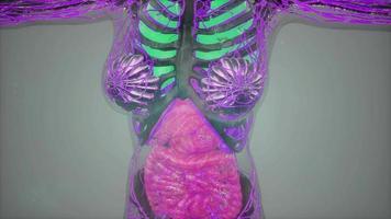 analyse de tomographie d'anatomie du corps humain video