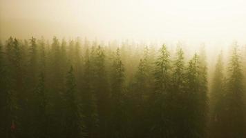 piantagione di cannabis nella nebbia profonda video