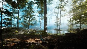 luz del sol en el bosque de niebla de hadas