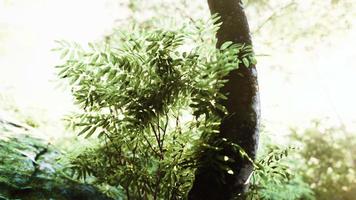 forêt verte avec des rayons de lumière video