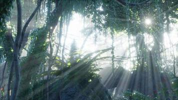 green tropical forest with ray of light video