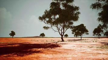 savana africana secca con alberi video
