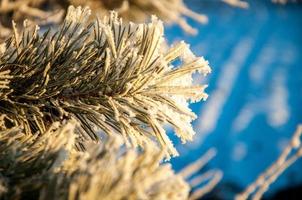 rama de pino en la nieve. mañana de invierno árboles helados en escarcha bajo la cálida luz del sol. maravillosa naturaleza de invierno foto