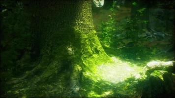 forêt de paysage sauvage avec des arbres et de la mousse sur les rochers video