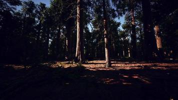jätte sequoias skog av sequoia nationalpark i Kalifornien berg video