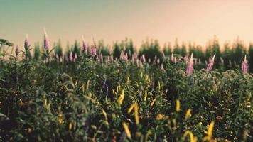 belle prairie d'été avec des fleurs sauvages dans l'herbe contre l'aube du matin video