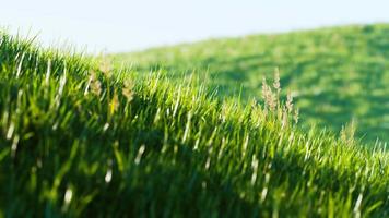 8k grüne Rasenfläche auf Hügelhintergrund video