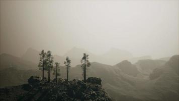 La niebla de 8k oculta el bosque alto en las montañas. video