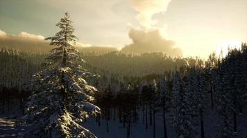 Majestic Winter Landscape Glowing by Sunlight video