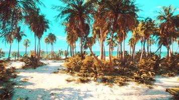 tropisk strand med vit sand turkost vatten och palmer video