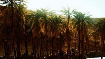 palm trees inside the dunes video