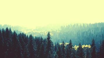 collina con boschi di conifere tra la nebbia su un prato in montagna video