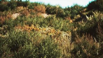 Beach dunes with long grass video