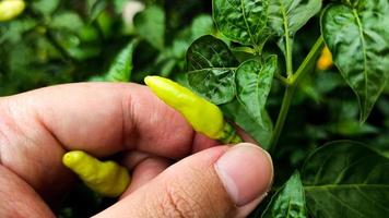 green chili plant photo