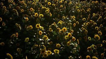 champ de tournesol et ciel nuageux video