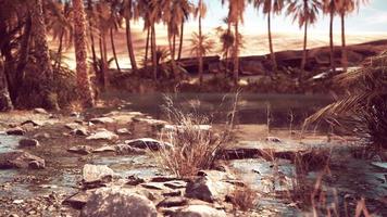 Palm trees flourish around a pool of water at a park in Palm Desert video