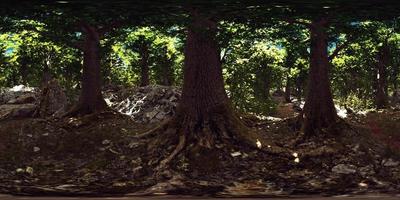 VR360 view of morning green forest video