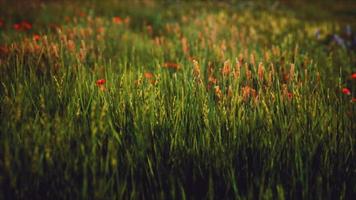 fält med grönt gräs och vilda blommor vid solnedgången video