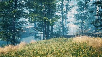 groen gras in het bos op zonnige zomerochtend video