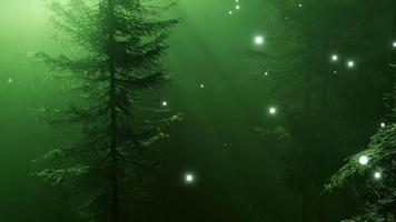 floresta mágica com brilhos video