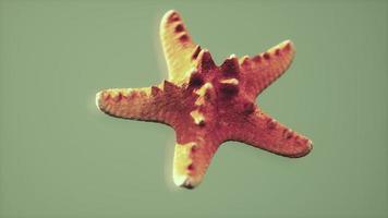 dead dry yellow starfish souvenir video