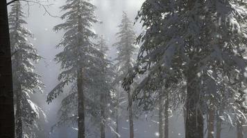 Misty fog in pine forest on mountain slopes video