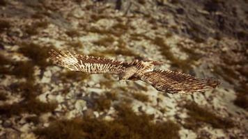 toma de cámara lenta extrema de águila video