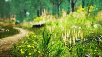 grass field and forest trees video