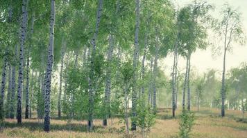 birch forest in sunlight in the morning video