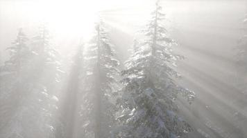 brouillard brumeux dans la forêt de pins sur les pentes des montagnes video