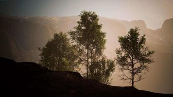 big pine trees growing from rocky outcropping in the mountains video