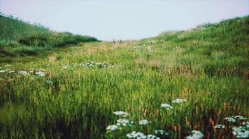 collines verdoyantes avec de l'herbe fraîche et des fleurs sauvages au début de l'été video