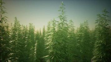 Feld des grünen medialen Cannabis video