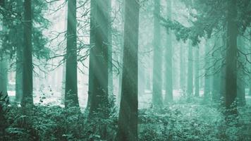 bosque de pinos iluminado por el sol de la mañana en un brumoso día de primavera video