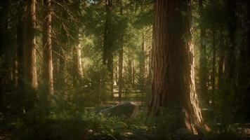 8K Giant Sequoia Trees at summertime in Sequoia National Park video