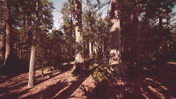 berömda sequoia park och jätte sequoia träd vid solnedgången video