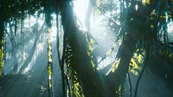 foresta pluviale della giungla tropicale profonda nella nebbia video