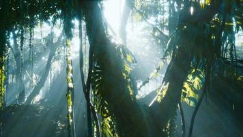 deep tropical jungle rainforest in fog video