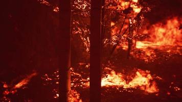 Large flames of forest fire