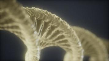 loop double helical structure of dna strand close-up animation video