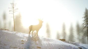 orgoglioso maschio di cervo nobile nella foresta di neve invernale video