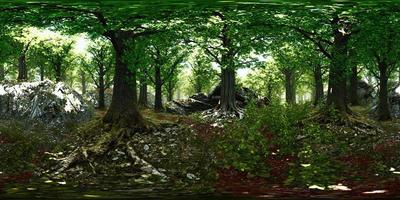 bosque primitivo vr360 con suelo cubierto de musgo video