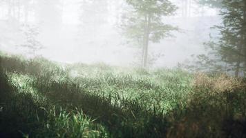 trees with shadows in forest against of sunshine video