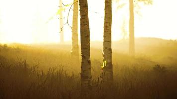 Sunrise fog in birch tree forest video