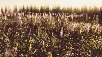 belle prairie d'été avec des fleurs sauvages dans l'herbe contre l'aube du matin