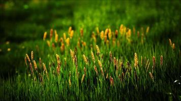 veld met groen gras en wilde bloemen bij zonsondergang video